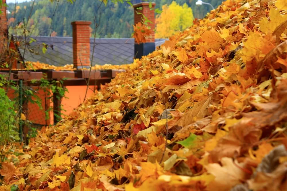 Leaves Falling to the Ground and Leaves in the Chimney